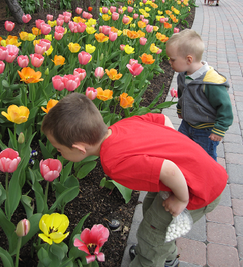 boys smelling tulips