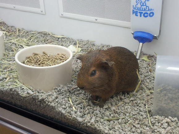 how much do guinea pigs cost in petco